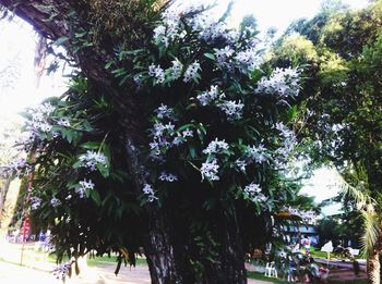 Low angle view of trees