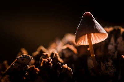 Close-up of mushroom growing on field