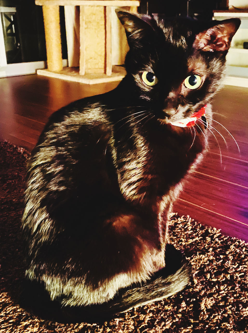 PORTRAIT OF CAT SITTING ON RUG