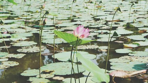 Close-up of pink lotus water lily in pond