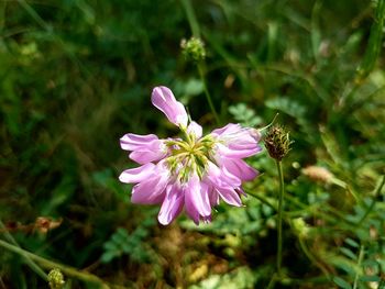 Close-up of pink flowers