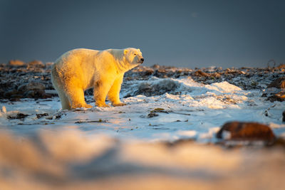 Polar bear standing on tundra at sunset