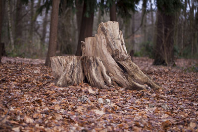 Surface level of fallen tree on field in forest