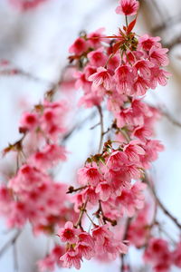 Low angle view of pink flowers on branch