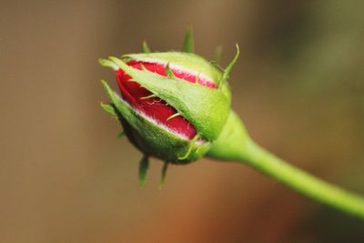 Close-up of insect on plant