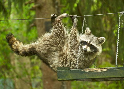 Raccoon hanging on cable in zoo