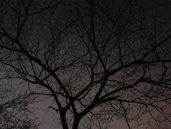 Low angle view of bare tree against sky