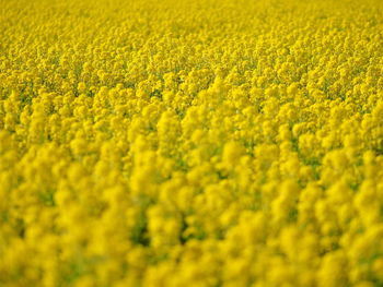 Full frame shot of fresh yellow flower field