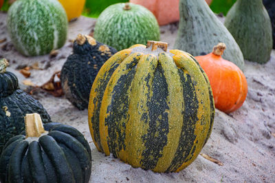 Close-up of pumpkins