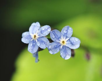 Close-up of wet purple flowering plant