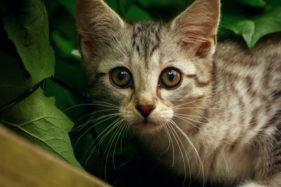 Close-up portrait of cat amidst plant