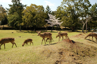 Horses in a field