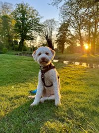 Lagotto romagnolo sitting on field