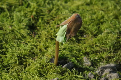 Close-up of beech seedling