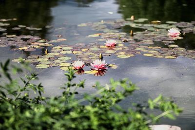 Pink lotus water lily in lake