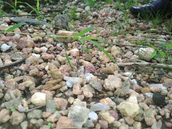 Close-up of pebbles