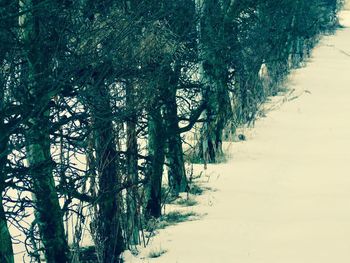 Trees in forest during winter