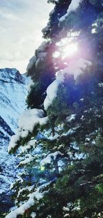 Low angle view of snow covered trees against sky