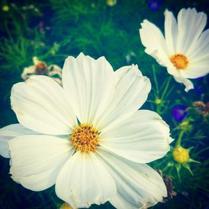 Close-up of white flowers blooming outdoors