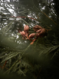 Close-up of pine cones on tree