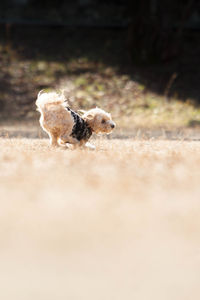 Small dog running