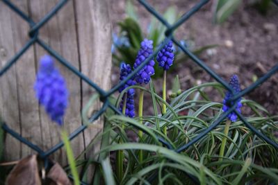 Close-up of purple flowers