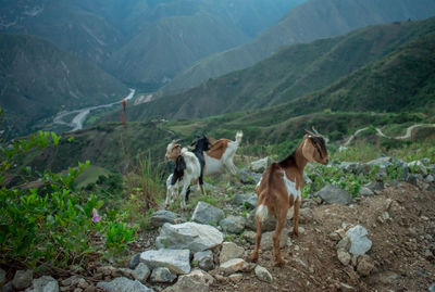 Horses in a valley