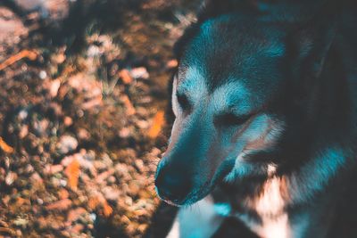 Close-up of dog looking away