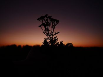 Silhouette tree on field against sky at sunset