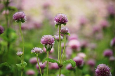 Close-up of pink flowering plants on field