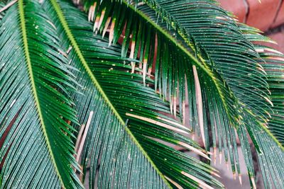 Close up palm tree