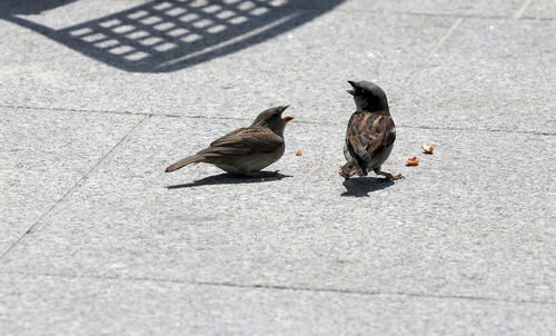 High angle view of birds on the footpath