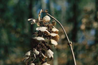 Close-up of wilted plant