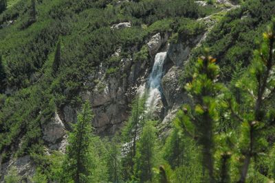 Scenic view of trees in forest