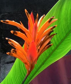 Close-up of orange flower