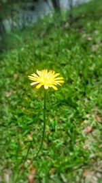 Close-up of yellow flower blooming outdoors