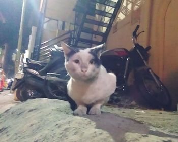 Portrait of cat sitting on floor