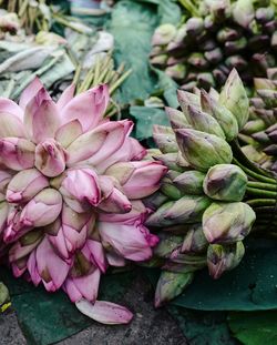 Close-up of pink flowering plants