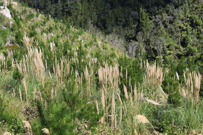 Scenic view of forest