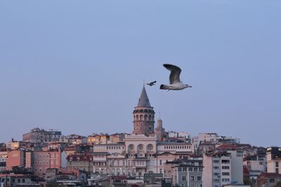Seagull flying in a city