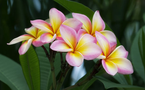 Close-up of frangipani flowers