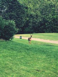 Deer in a field