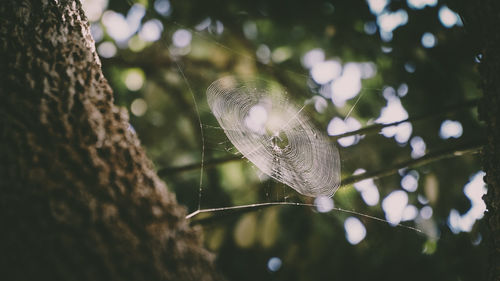Low angle view of spider web by tree trunk at forest