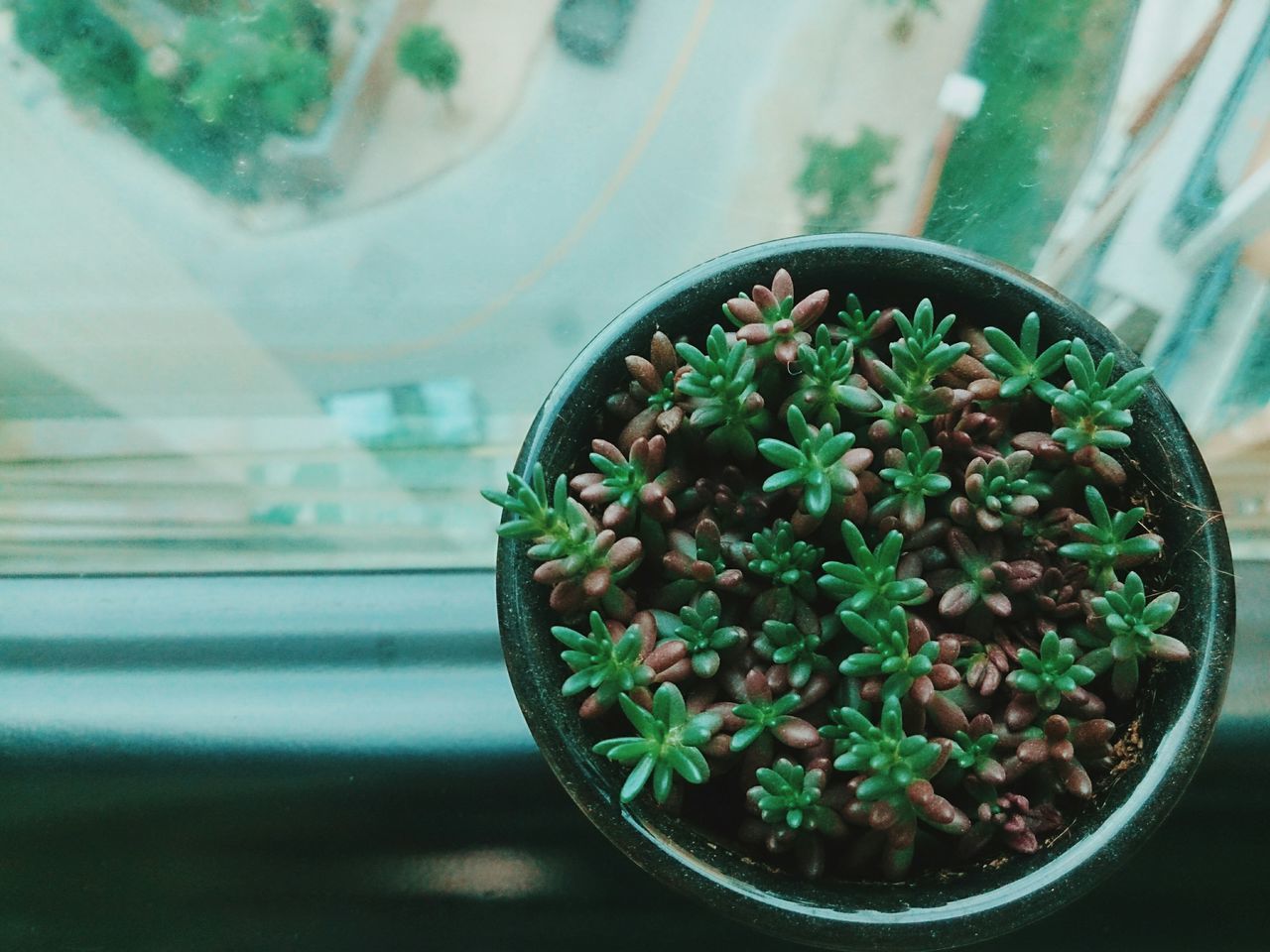 freshness, plant, bowl, food and drink, indoors, potted plant, green color, close-up, leaf, food, growth, healthy eating, high angle view, table, selective focus, no people, focus on foreground, green, nature, still life