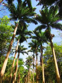 Low angle view of trees in forest