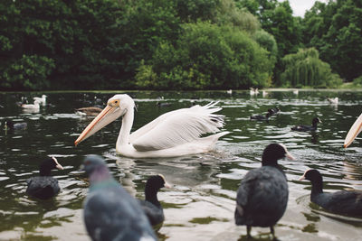 Coots and pelicans on lake