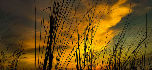 Scenic view of wheat field against sky at sunset