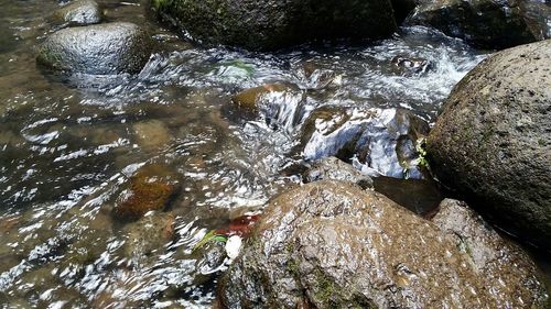 Trees in water