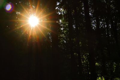 Sunlight streaming through trees in forest