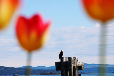 Close-up of a bird against the sky